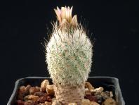 Thumbnail of 1469_Gymnocactus subterraneus zaragosae_20070411(1).jpg